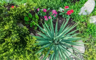 Landscaping with flowers